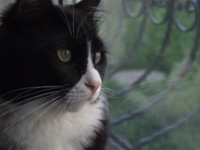 Kedilerde Ağız Kokusu Kedilerde Ağız Kokusu